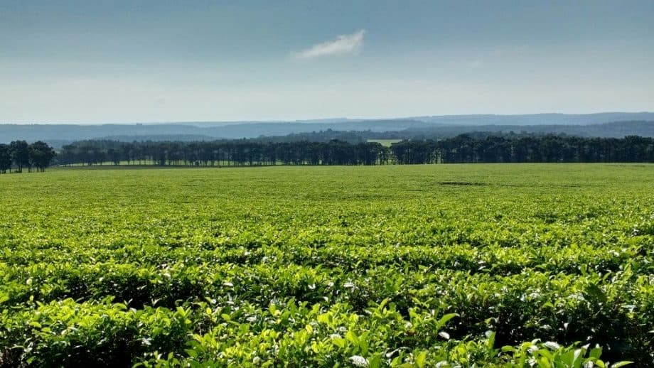 Tea 2030 Argentina Tea Production Finlays