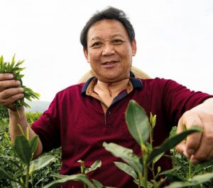 Finlay's China tea farmer