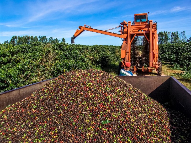 Americas coffee harvesting