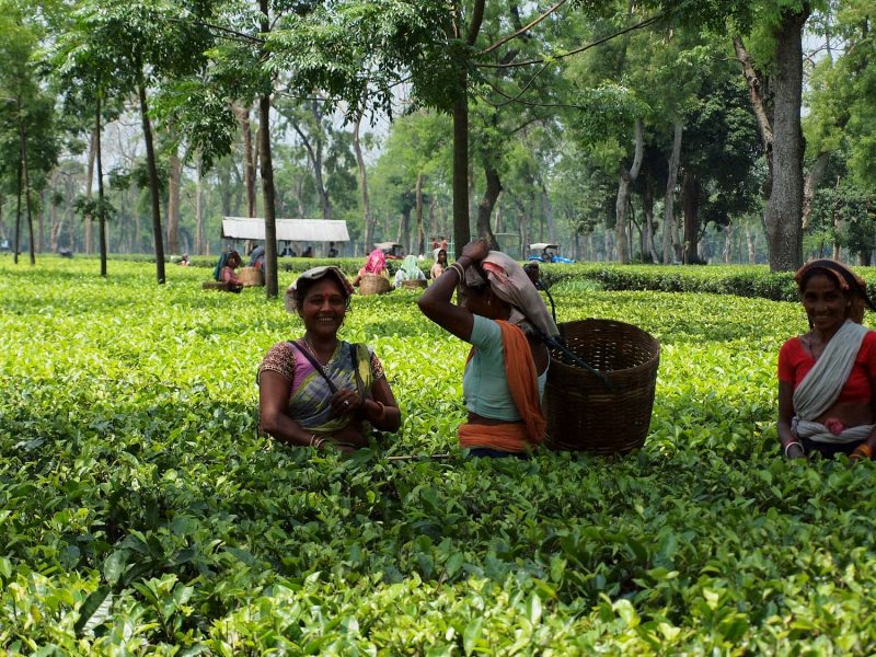 Finlays Asia tea picker community