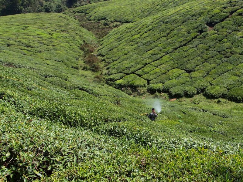 Finlays Asia tea farm