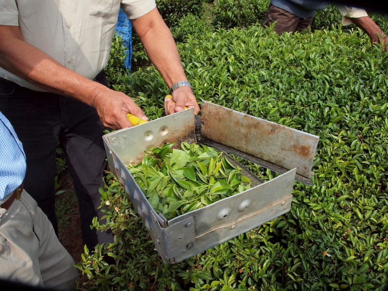 man holding tea crops in box