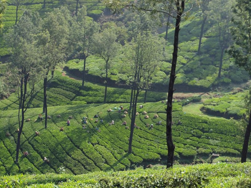 finlays asia tea fields