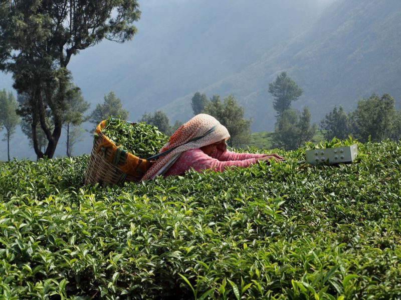 Finlays Asia tea picker