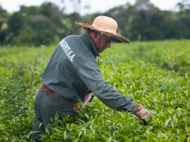 Casa Fuentes tea farmer working in tea field