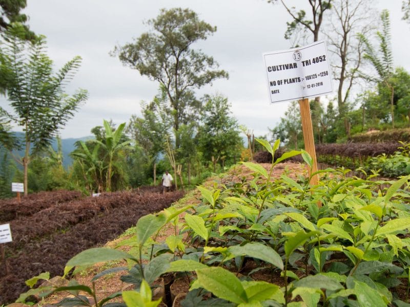 Finlays tea nursery in Sri Lanka