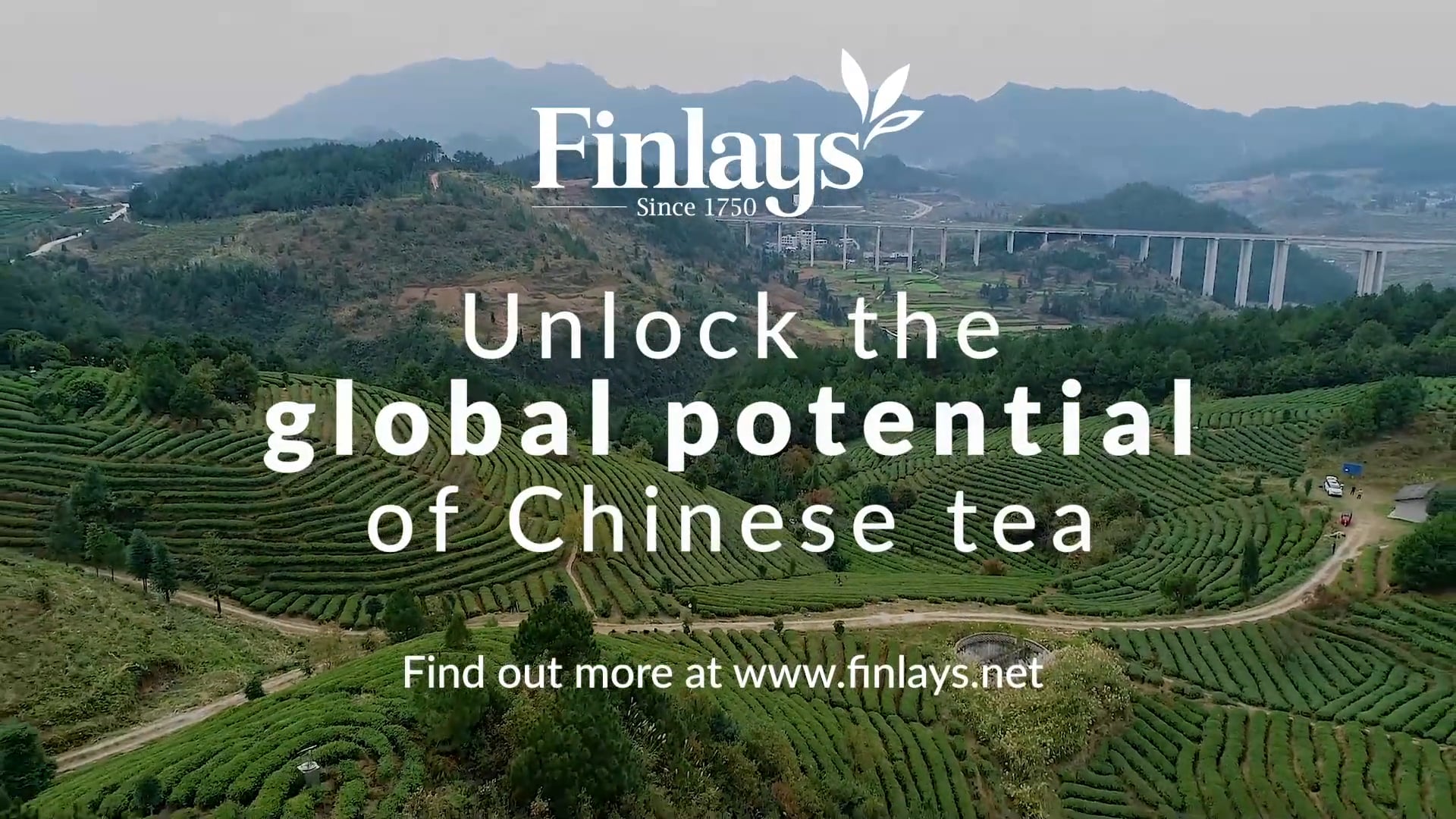 Unleash The Potential of Chinese Tea With James Finlay Guizhou