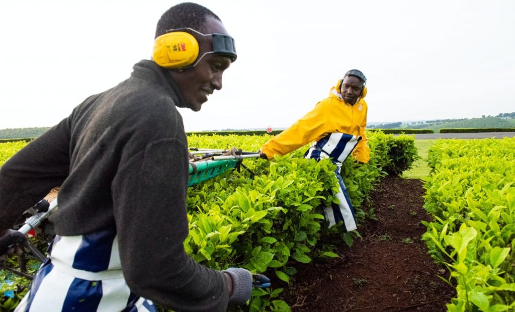 Leaf Tea Suppliers Specialist Wholesale Supplier Finlays