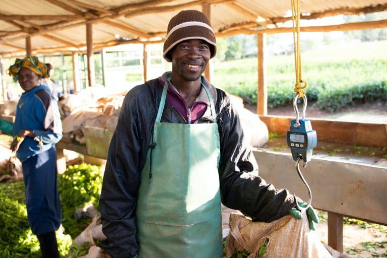 finlays kenya employee standing in tea farm