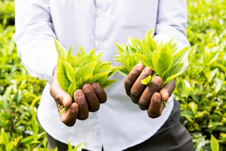 person holding kenyan tea crops
