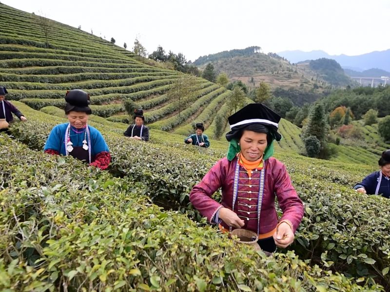 Women plucking tea leaves