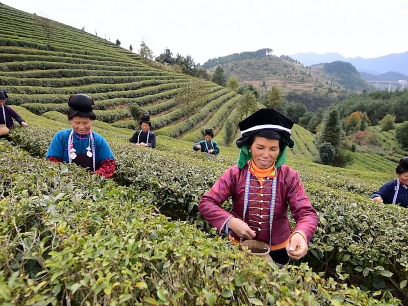 Women plucking tea leaves