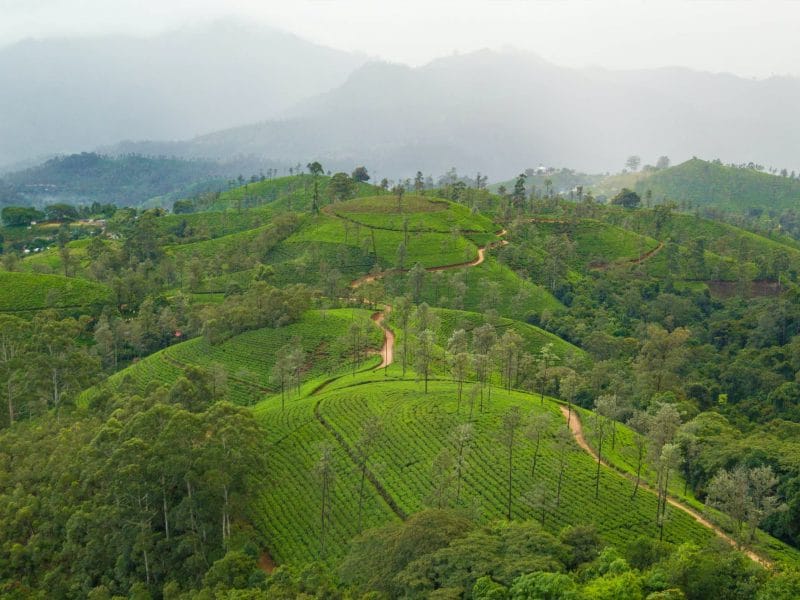 landscape of tea farm in Sri Lanka