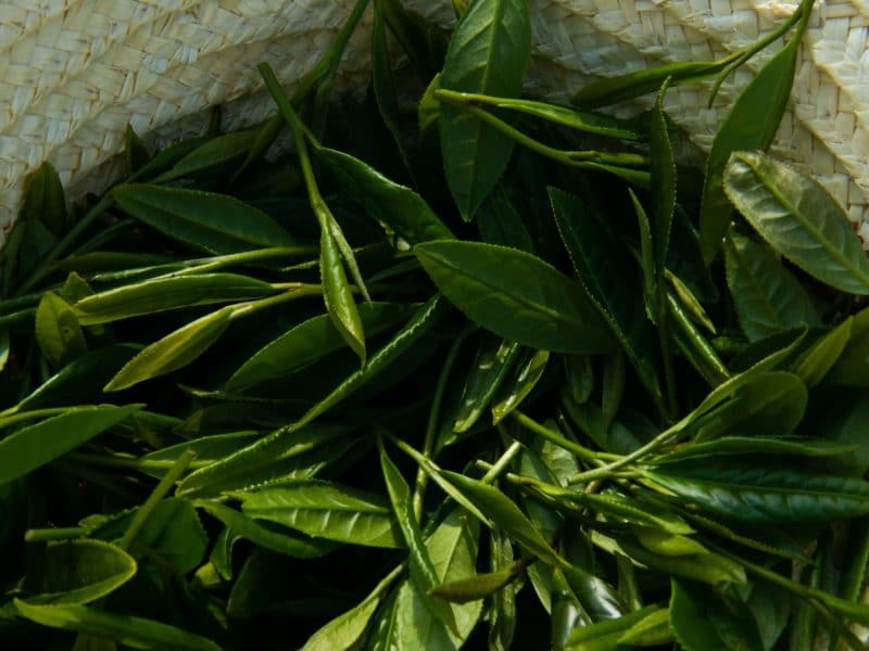 Tea leaves in basket