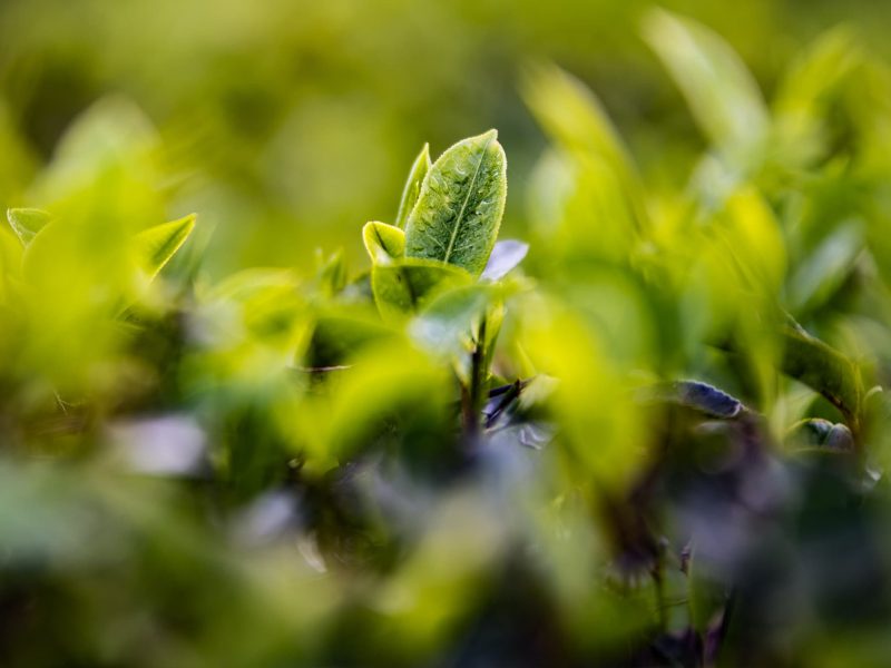 close up of ceylon tea plants in field