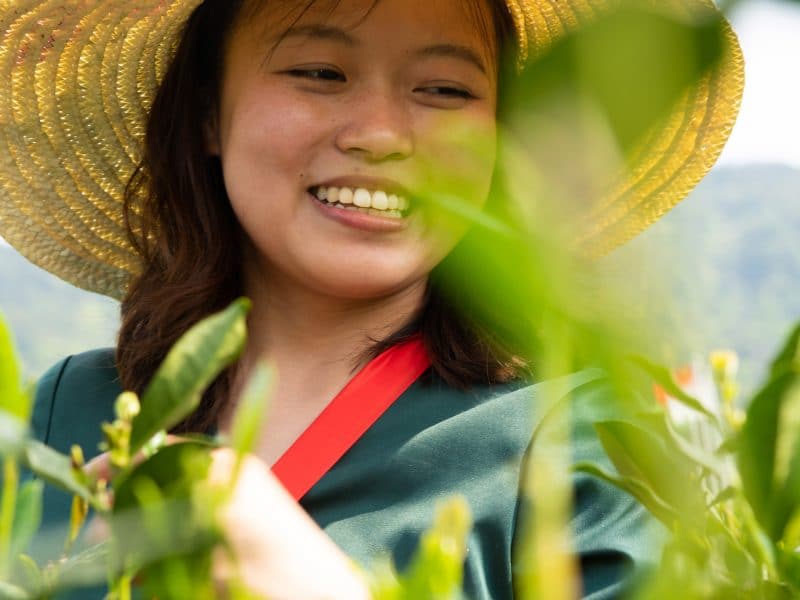 women plucking tea leaves