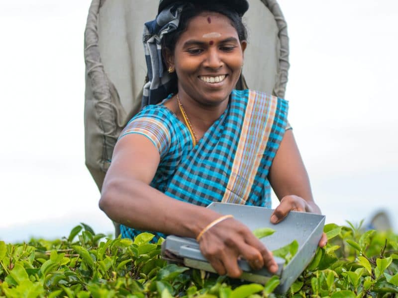 sri lankan lady plucking tea leaves in field