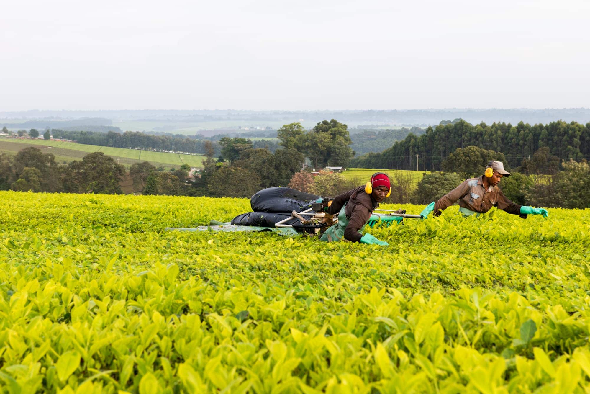 1750 - A Magazine by Finlays | Finlays