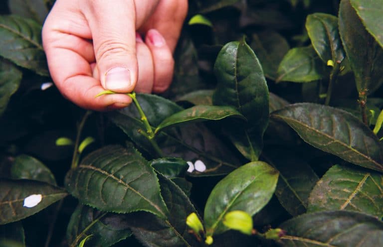 Five trends for sustainable sourcing in tea and coffee