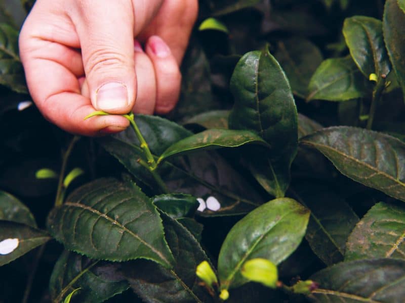 Five trends for sustainable sourcing in tea and coffee