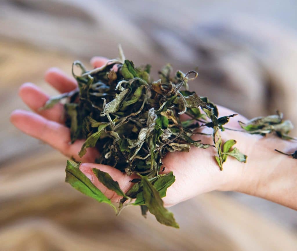 Handful of tea leaves - Perspectives on sustainable sourcing