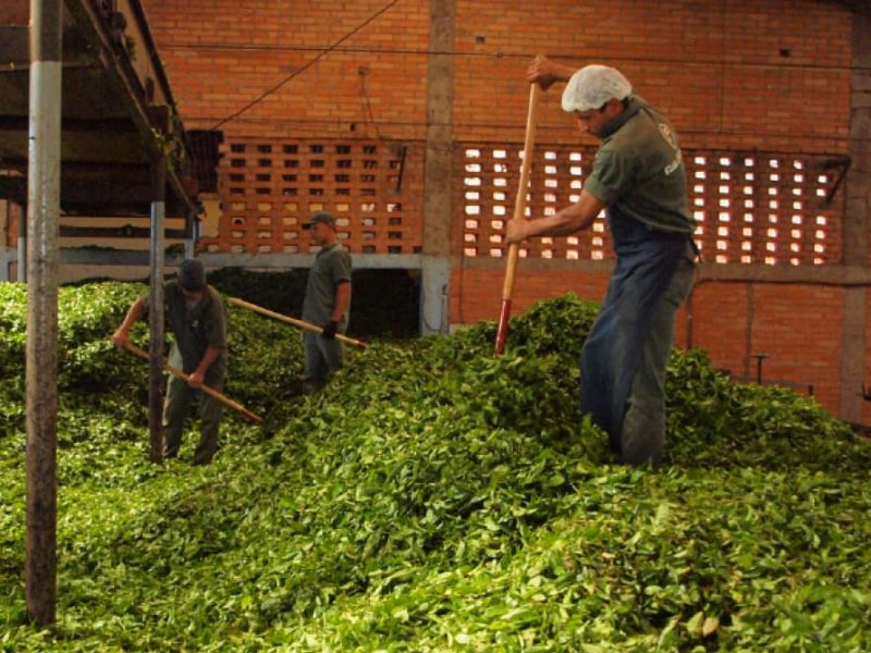 Finlays employee working in Argentina tea farm