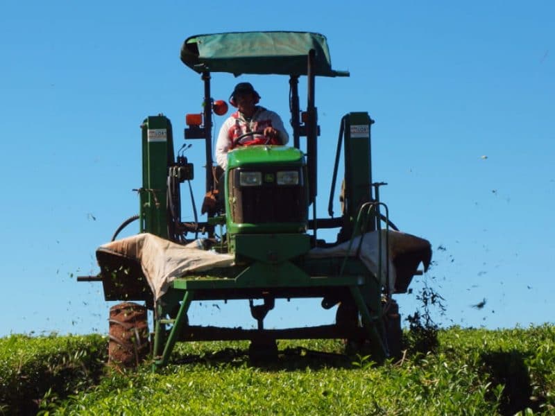 Finlays Argentina employee on tractor in tea field