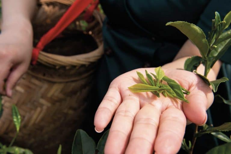 Finlays' employee holding tea crop