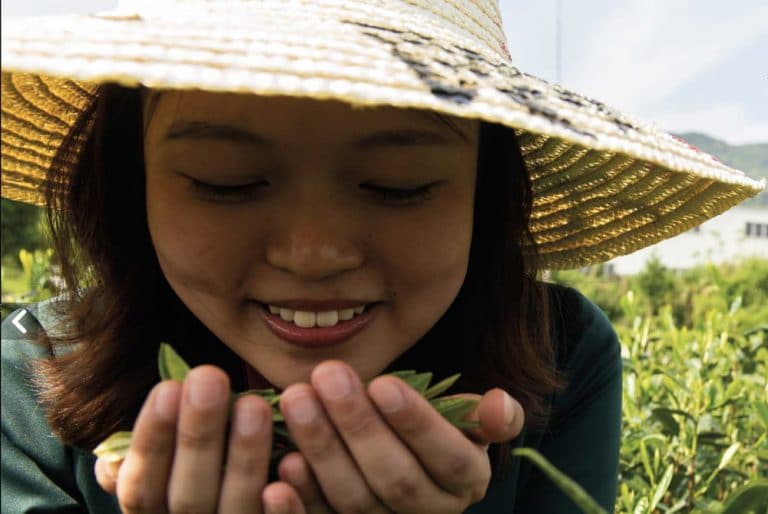 Finlays' Chinese employee holding tea crop to her face