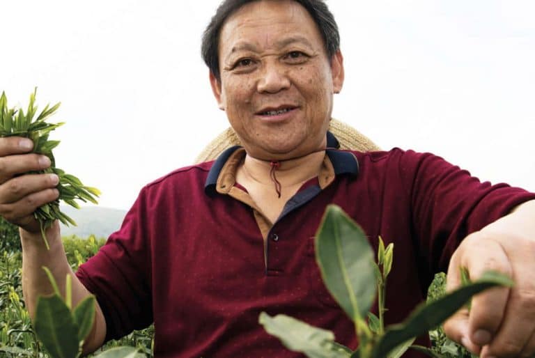 Finlays' Chinese employee holding crops in tea field