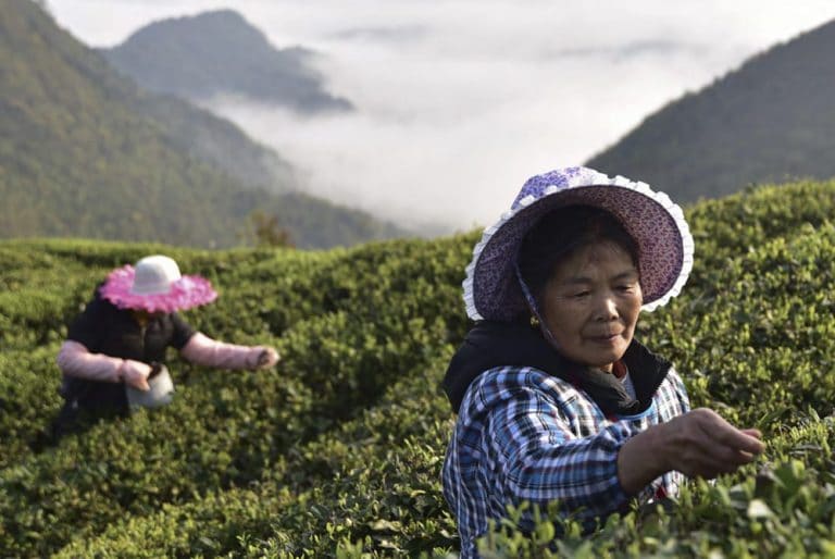 Finlays' employees working in tea field