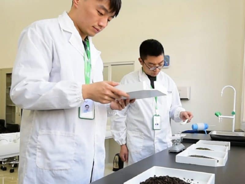 Chinese employees preparing tea samples