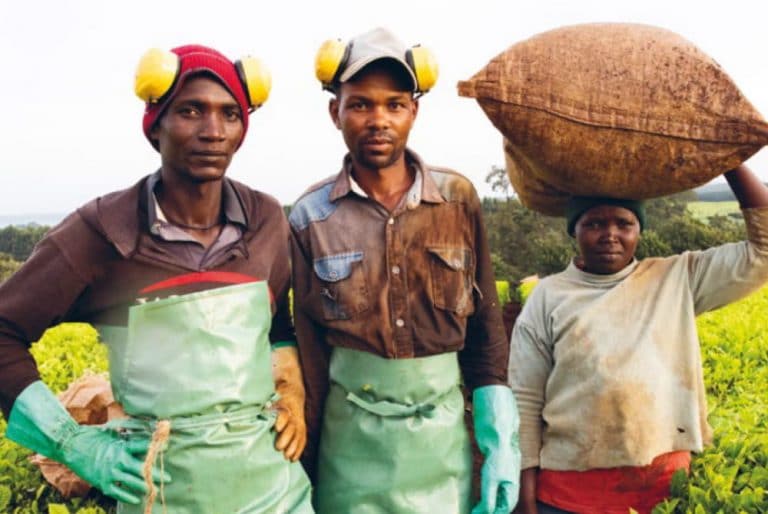 finlays kenya employees standing in tea crops field