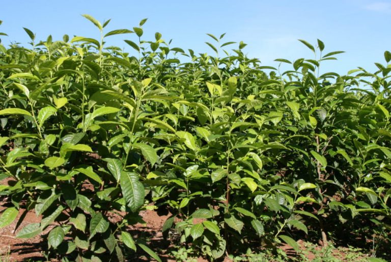 Finlays Kenya tea bushes