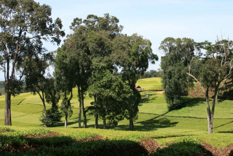 Finlays Kenya tea farm landscape