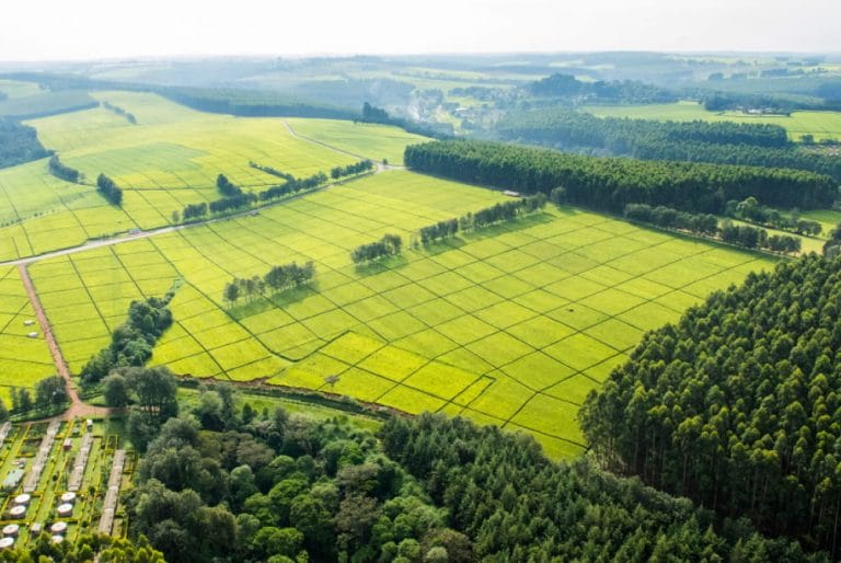 finlays tea estates landscape kenya