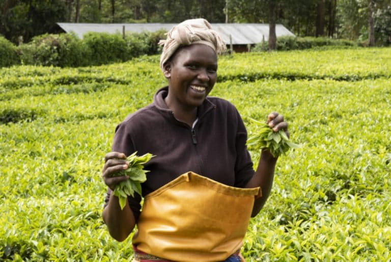 Finlays Kenya employee holding tea leaves in tea farm