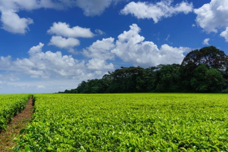 Kenya tea field