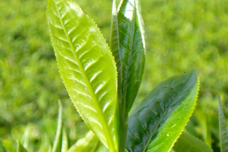 close up of kenyan tea plant
