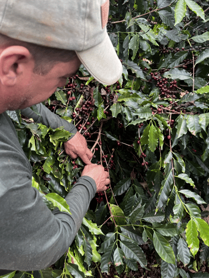 Coffee picking at Finlays farm in ASSCOSTAS