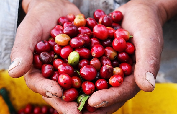 Handful of Finlays unroasted wholesale coffee beans