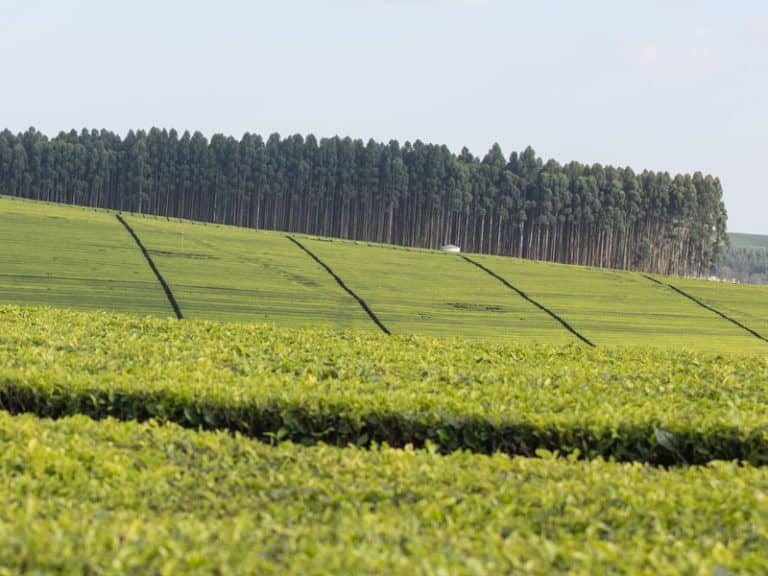 Finlays Kenya tea fields