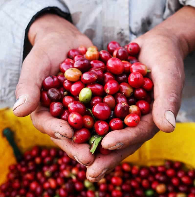 Man holding berries 