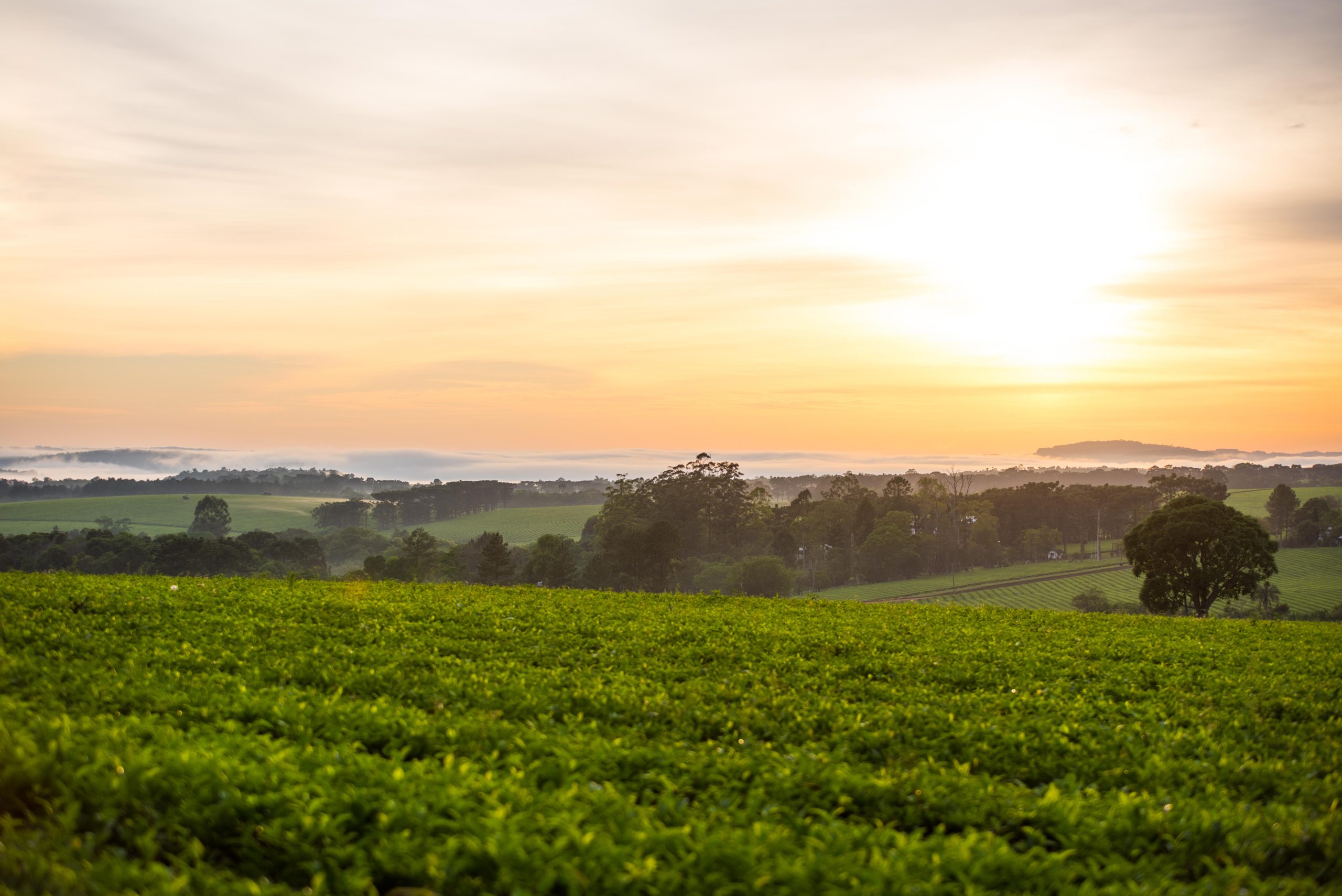 Image is not available